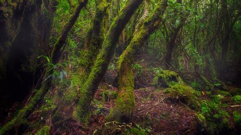 The Mossy Mount: Nature's Mysterious Masterpiece